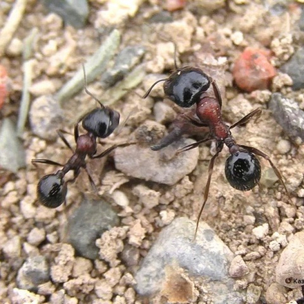 Муравьи Messor cf. denticulatus (Красногрудый муравей-жнец)