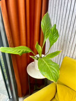 Антуриум Дженмании, D15см Н50см, 1шт, Urban Jungle (7143)