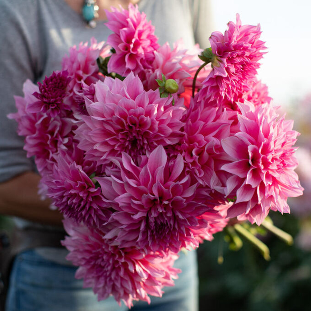 Георгин Café au Lait Rosé (корень) Закупка М55 апрель 2026