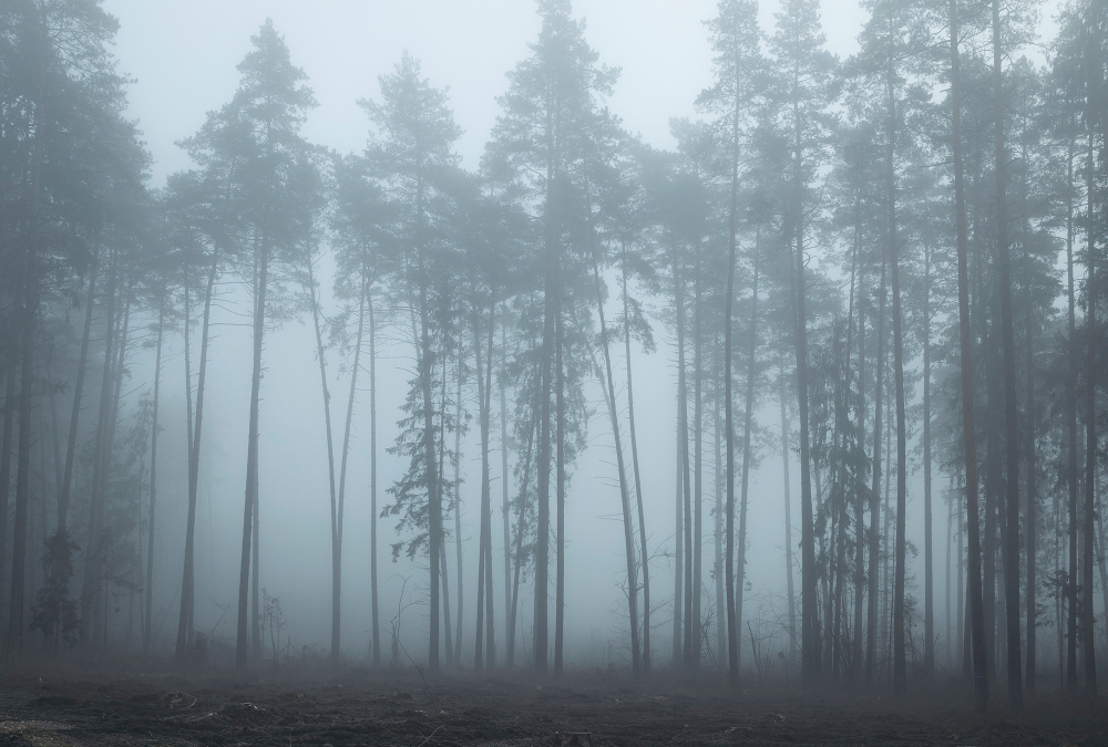 Коллекция Лес