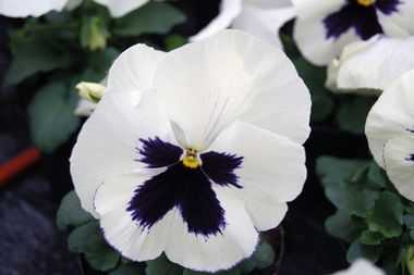 S25140 Виола Trumpet White with Blotch 100 шт.