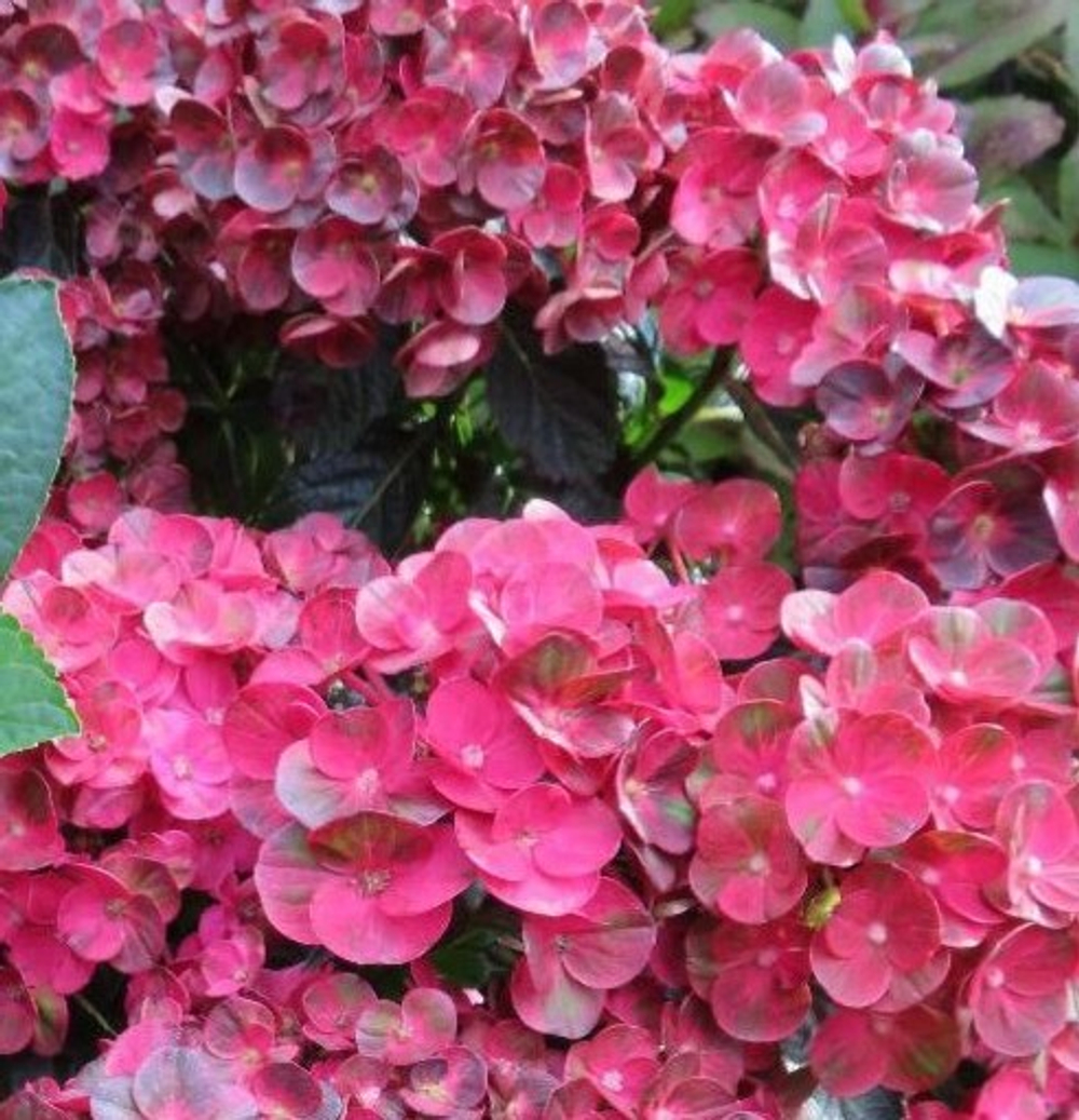 Rebelion Pistachio Love ( Ребелион "Пистачио Лов)Р12 Европа 2026