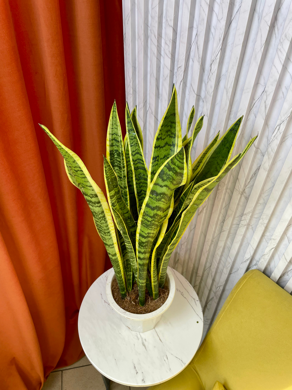 Сансевиерия Лауренти, D23см Н80см, 1шт, Китай