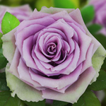 Роза чайно-гибридная Tiara