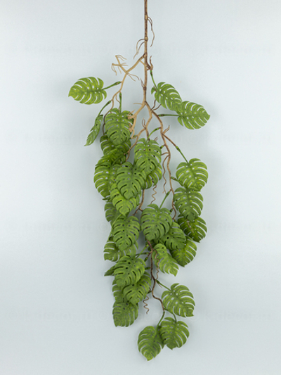 Монстера ампельная Пенелопа