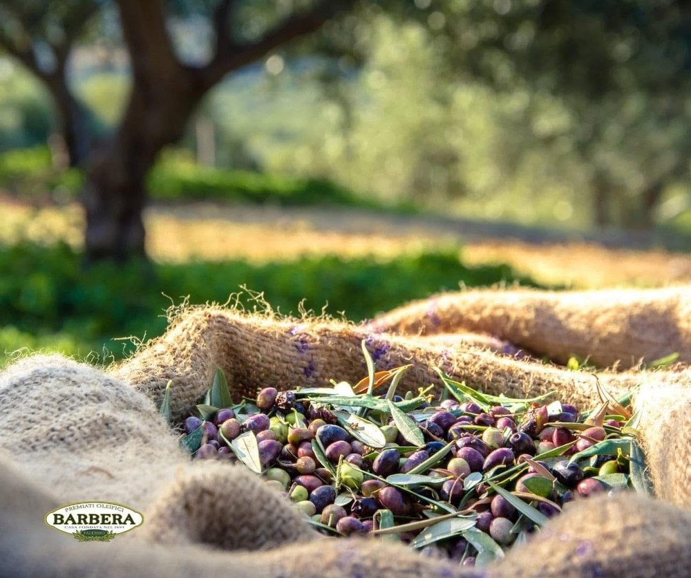 Оливковое масло BARBERA ,"Biancolilla " , 750 мл Италия