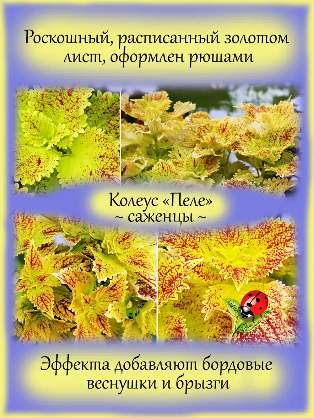 Колеус Пеле
