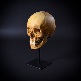 Череп человека на стойке (анатомическая модель)