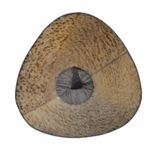 Карандаш чернографитный BRAUBERG, 1 шт., "Alderida", НВ, трехгранный, с резинкой, корпус черный, заточенный, 180610