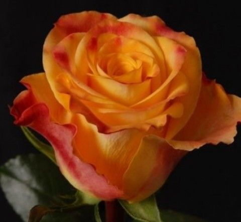 Роза чайно-гибридная Мэри Клэр