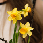 Весенний сад