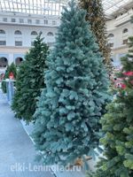 Ель голубая искусственная «Бордо» (Литая хвоя) 210 см / 2.1 м