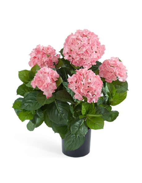 Гортензия куст большой розовый в горшке