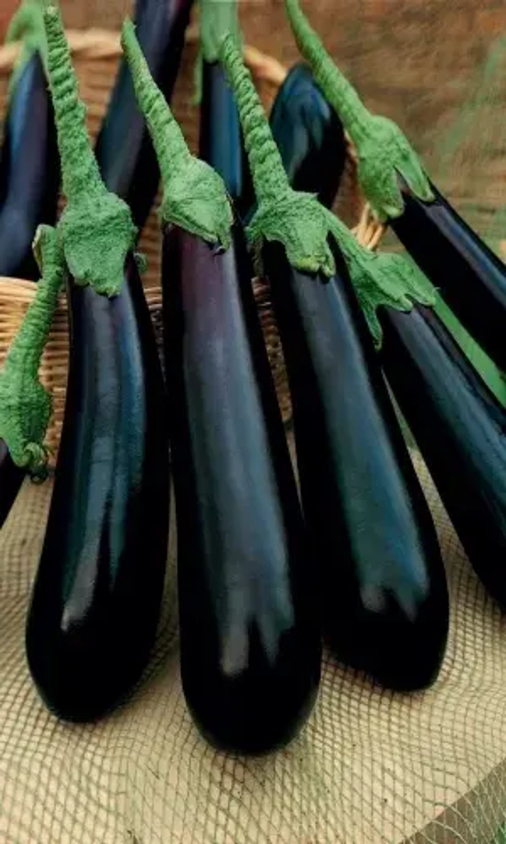 Баклажан Длинноплодный 20шт УрДачник