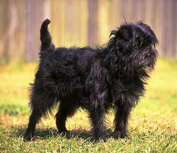 Аффен-пинчер Аффен-пинчер