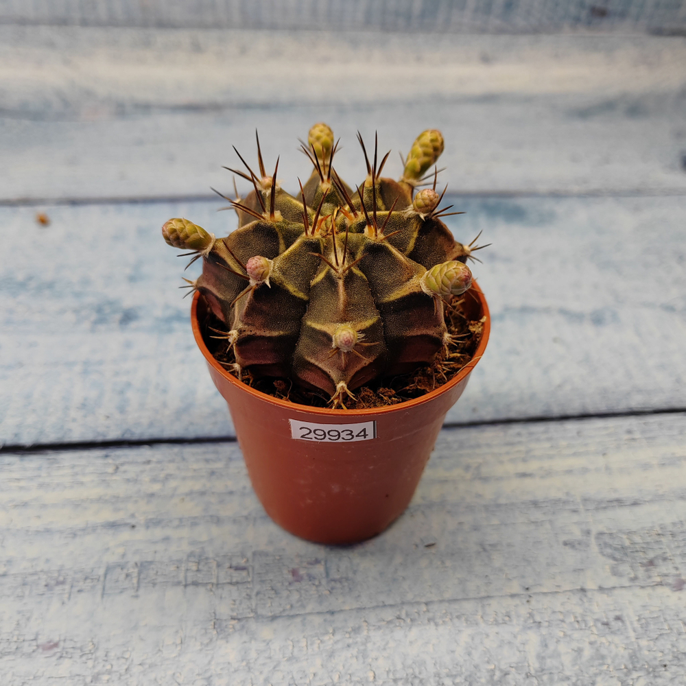 Gymnocalycium Friedrichii (Гимнокалициум)