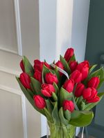 Тюльпаны классика - красный цвет