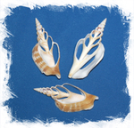 Срез Стромбуса Виттатуса