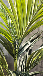 Пальма Кентия (Ховея) де Люкс без кашпо