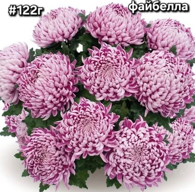 САЖЕНЦЫ ХРИЗАНТЕМЫ ГОРШЕЧНАЯ № 122 ФАЛБЕЛЛА