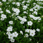 Смолевка альпийская Starry Dreams (white)