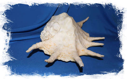 Ламбис Трунката (Lambis truncata) 38 см. коллекц.