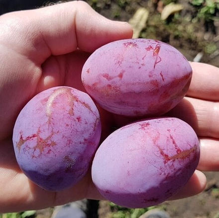 Слива домашняя КОНФЕТНАЯ