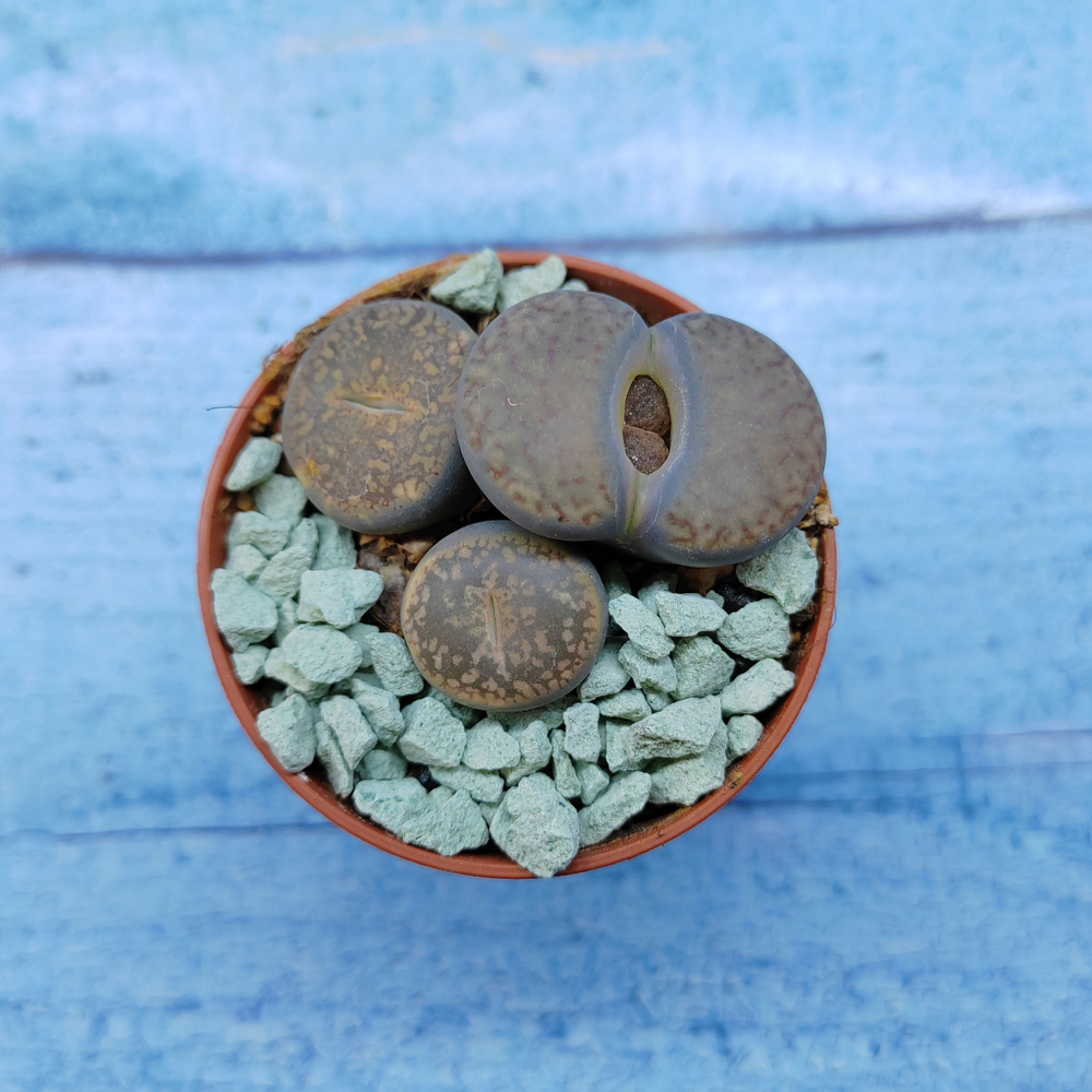 Lithops sp. (Литопсы)