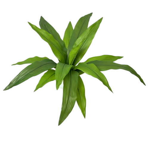 Драцена зеленый куст малый