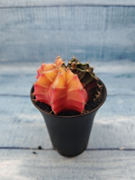 Gymnocalycium Variegata (Гимнокалициум Вариегатный)