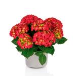 Hi Tornado (Хай Торнадо) Р12 Европа 2026