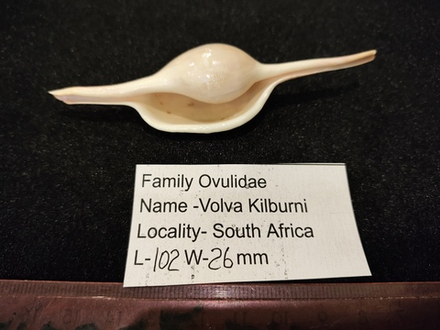 Волва Килбурна