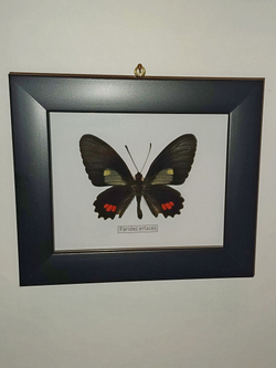 Бабочка Parides erlaces в рамке