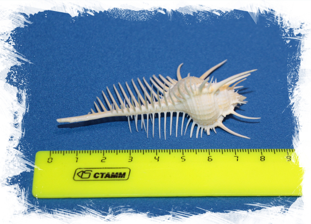 Ракушка Гребень Венеры, 12-16см, 1шт