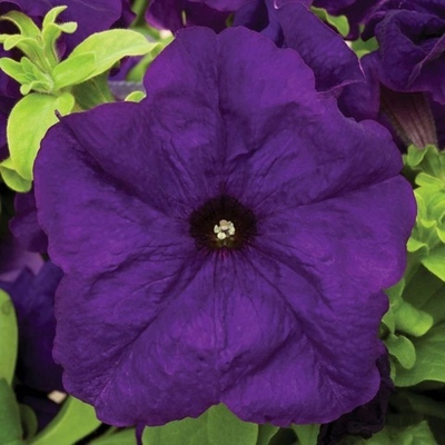 Петуния ПРИЗМ БЛУ