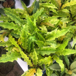 Филодендрон GOLDEN SERRATUM MARBLE