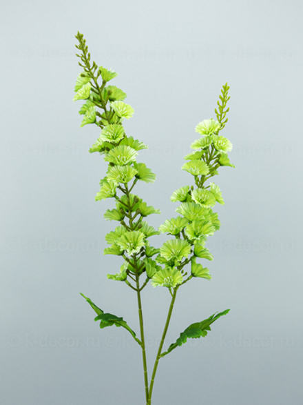 Дельфиниум Ванесса