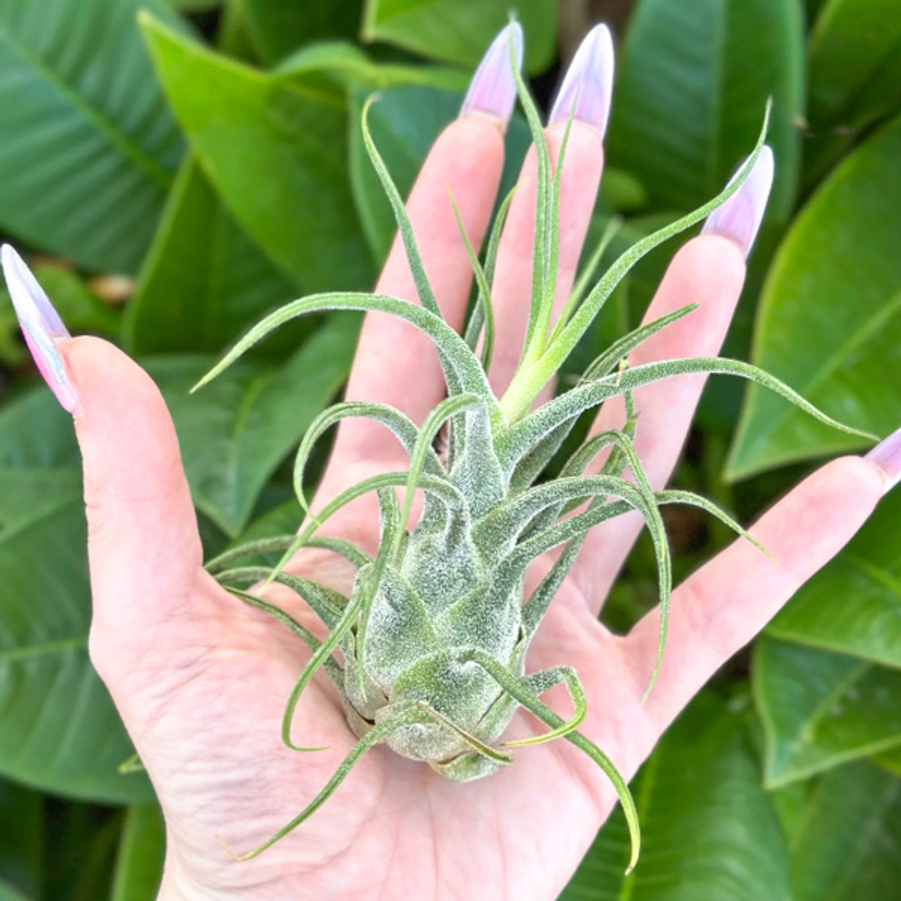 Тилландсия pruinosa x seleriana