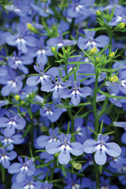 ЕВРО Лобелия HOT Waterblue укорененный черенок ОКС февраль 26 Kohen