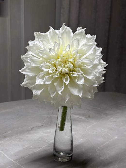 Георгин Fleurel (корень) Закупка М55 апрель 2026