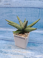 Sansevieria Brave Guy (Сансевиерия)