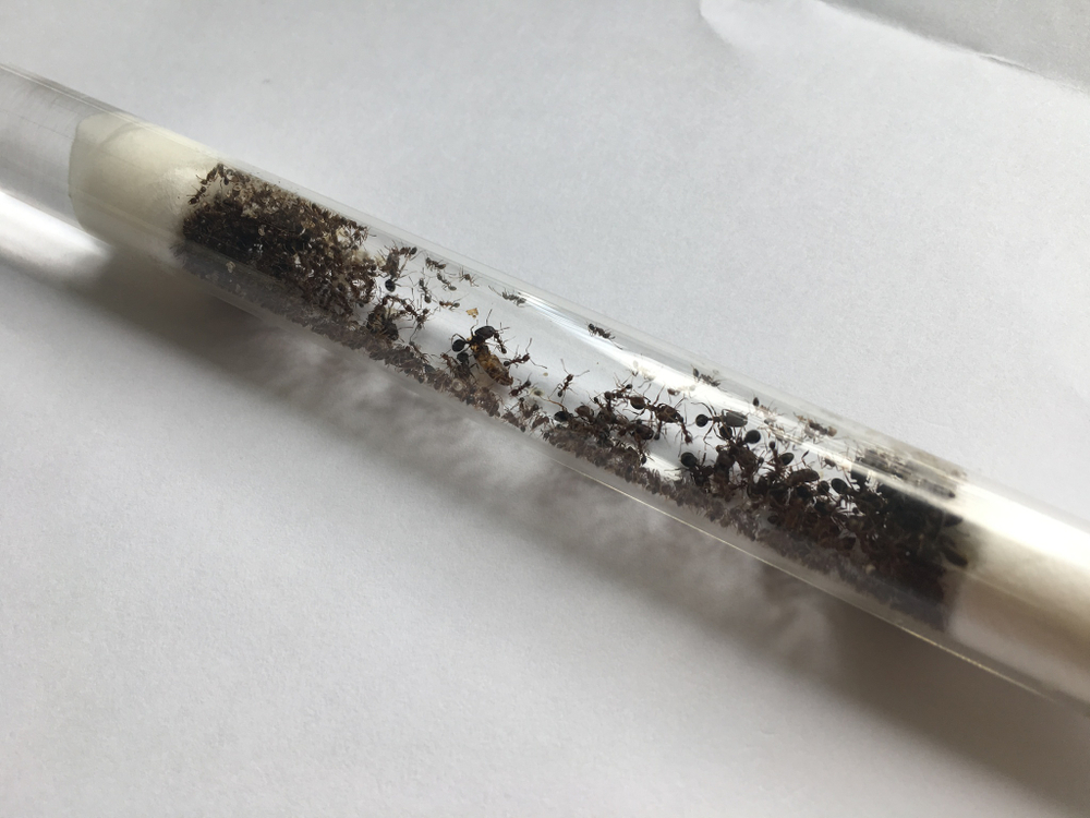 Комплект формикарий "Белый Дом 3.0" и муравьи Pheidole (160х100х100 мм)