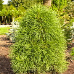 Сосна Глобоза Виридис С15л (60см) Закупка М35 наличие 2026