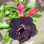 Адениум QUEEN BLACK PINK