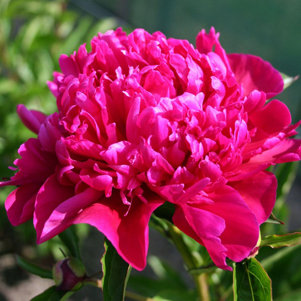 Пион Биг Бен