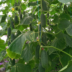 Огурец Лист F1 (50шт) Витагрин Профи