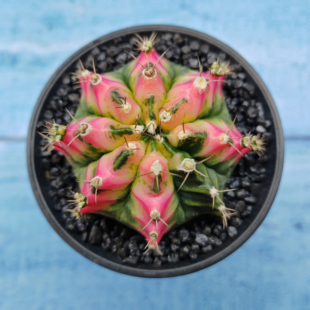 Gymnocalycium Variegata (Гимнокалициум Вариегатный)