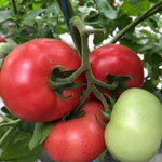 Пинквин F1 семена томата индетерминантного (Rijk Zwaan / Райк Цваан)