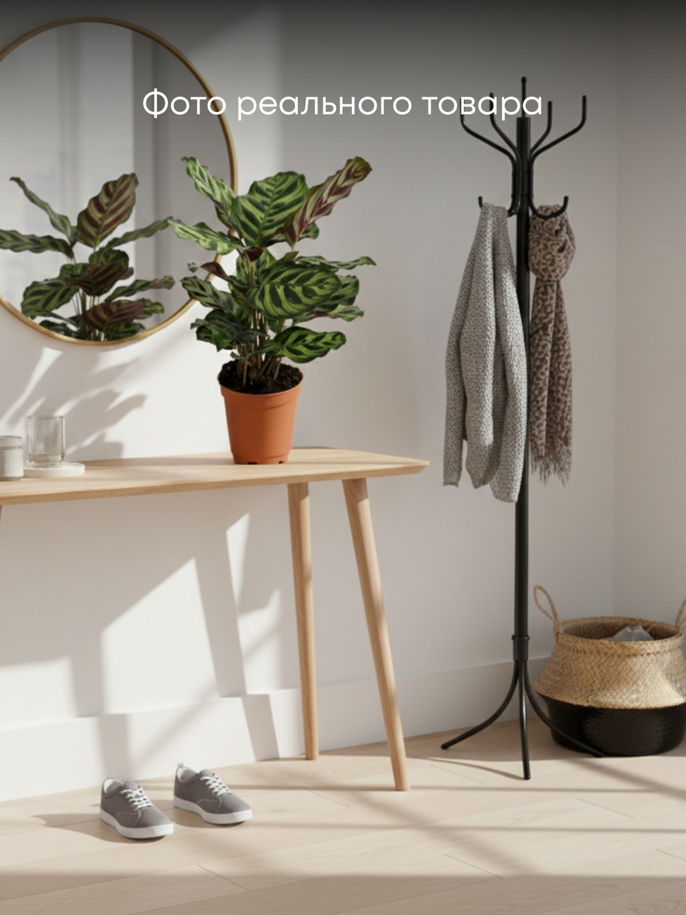 Калатея Peacock д.11