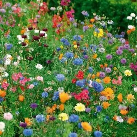 Цветущий газон